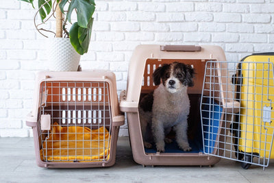 Unlock the Secrets of Crate Training: How to Make Your Puppy's Crate Their Happy Place