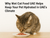 Why Wet Cat Food UAE Keeps Pets Hydrated in Heat - The Pets Club