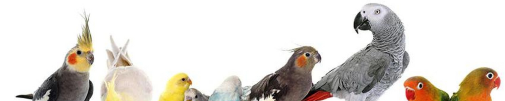 Roudybush Premium Bird Nutrition and Special Diets