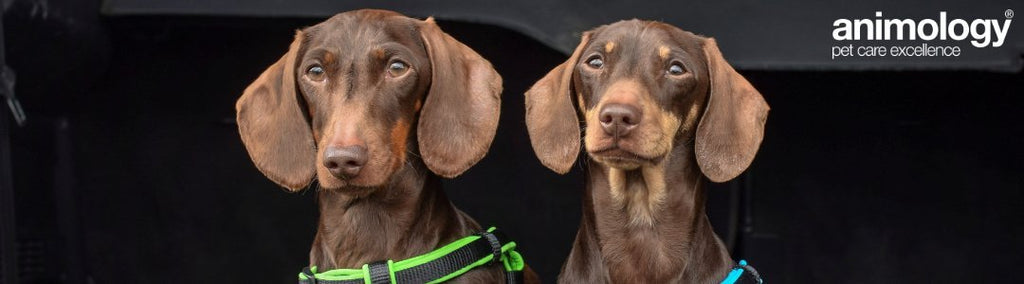Animology Premium Pet Care Products for All Pets