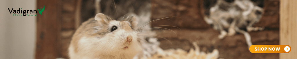 Small Animal Cage Options for Your Tiny Pets