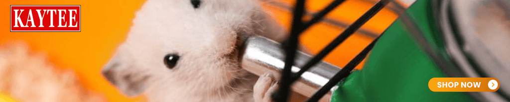 Small Animal Feeding Essentials for Happy Pets