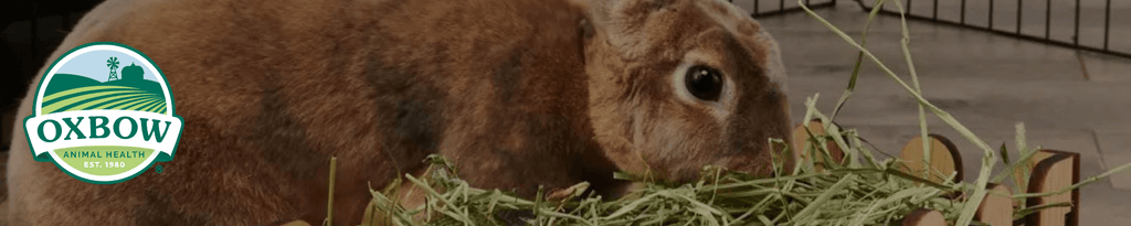 Small Animal Food: Premium Diets for Happy Pets