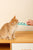 M-PETS Creamy Treats for Cats – Salmon & Beef 4x15g