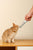 M-PETS Creamy Treats for Cats – Cod & Beef -4x15g (60g)