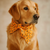 The Pets Club  Bandanas for Dog