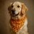 The Pets Club  Bandanas for Dog
