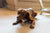 Rosewood Chewy Twist Chicken Dog Treats Value Pack - 320g