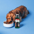 Bioline Norwegian Salmon Oil - 250ml - The Pets Club