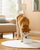 Dogness Smart Water Feeder For Pets (App Controlled) - White - The Pets Club