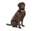 Bobby Midnight Collar - Orange / Small
