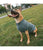 Duvo+ Dog Sweater Cozy - Grey