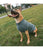 Duvo+ Dog Sweater Cozy - Grey - The Pets Club