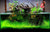 Dymax Shallow Aquarium - The Pets Club