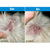 Earthbath Ear Wipes (Witch Hazel & Chamomile) – 30 Wipes - The Pets Club