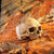 Exo Terra Primate Skull - The Pets Club