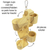 Exotic Nutrition Nectar Pod Forager - The Pets Club