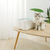 M - PETS Boxi Food Container - The Pets Club