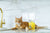 Little Big Paw Gourmet Cat Wet Food - 6x85g
