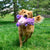 Kong Knots Belly Hippo Squeaker Dog Toy