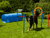 Procyon Agility Set K2 - The Pets Club