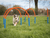 Procyon Hoopers Set - The Pets Club