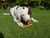 Rosewood Daily Eats Hot Dog Sausages Dog Treats - 220g - The Pets Club
