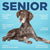 Vetericyn® ALL - IN Dog Supplement – Senior - The Pets Club
