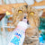 Zeal Feline Care Lactose-Free Pet Milk For Cats - 255ml