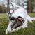 Benebone Maplestick Chew Dog Toy - The Pets Club