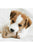 Benebone Puppy 2 - Pack Dental Chew/Wishbone (Tiny) – Bacon - The Pets Club