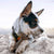 Benebone Puppy Maplestick Chew Dog Toy (Small) - The Pets Club