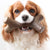 Benebone Maplestick Chew Dog Toy - ThePetsClub