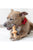 Benebone Zaggler Dog Chew Toy - ThePetsClub