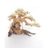 BONSAI WOOD - XS / 20X15X10CM / BOX