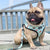Breathable Mesh Dog Harness Set For Dog - ThePetsClub