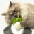 Catit Senses 2.0 Wellness Center - ThePetsClub
