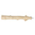 Coollapet Straight Perch L - The Pets Club