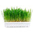 Duvo+ Rabbit & Small Animal Grass Kit 70g - 17.5x13x3cm - The Pets Club