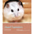 Dwarf Hamster - Pet Friendly - ThePetsClub