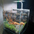 Dymax Gs30 Series - Basic Set - Crystal White - The Pets Club