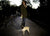 Flexi New Neon Tape Dog Leash - The Pets Club