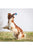 GiGwi Tennis Ball 3pcs with Different Colour in 1 pack Dog Fetch Balls - The Pets Club