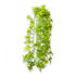 Hobby Climber Ivy