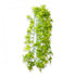 Hobby Climber Ivy