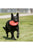 KONG Flyer Dog Toy - ThePetsClub