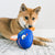 KONG Reefz Assorted Fish Dog Toy Large - ThePetsClub