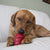 KONG Snacks Liver for Dogs - ThePetsClub