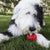 KONG Ziggies Chicken - ThePetsClub