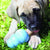 KONG Ziggies Puppy - ThePetsClub